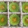 Mukherjee Handicraft-Beautiful Flower Shape Floating Candles-Green (Pack Of 6)